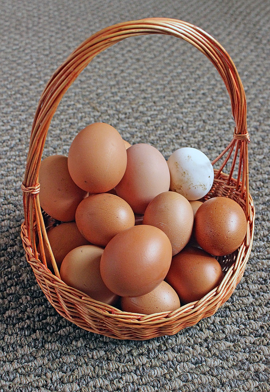 Как спасти яйца кур от расклевывания